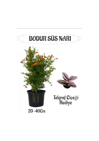 Bodur Süs Narı Fidanı 1 Adet Saksılı/tüplü+ Telgraf Çiçeği Hediyeli Bahçe Peyzaj Seti