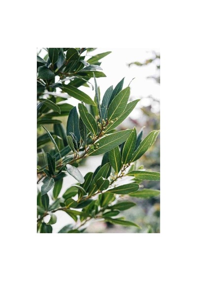 Defne Ağacı Fidanı Bahçeniz Için Aromatik Bitki 10-20 Cm