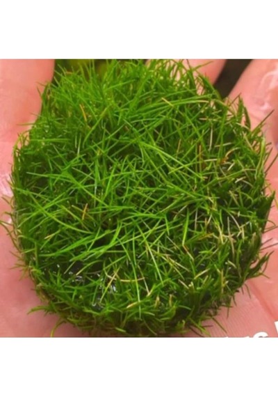 Mini Parvula In Vitro Cup Canlı Bitki