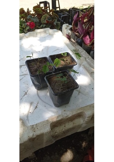 Küstüm Çiçegi Küçük Saksıda 3 Adet 10-20 Cm