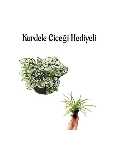 Zarif Beyaz Yapraklı Hostes Çiçeği Sevgililer Gününe Özel Kurdele Çiçeği Hediyeli