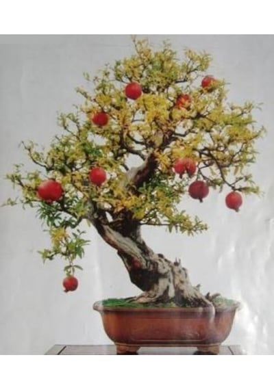 Ithal Nar Bonzai Ağacı Tohumu Ekim Seti