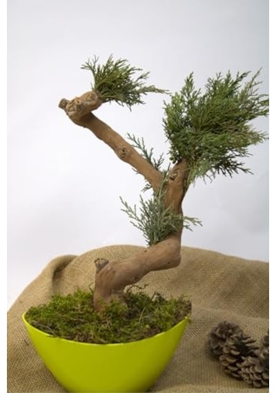 Yapay Bonsai Ağacı, 35 Cm, Saksıda, Yeşil, Dekoratif İç Mekan Bitkisi