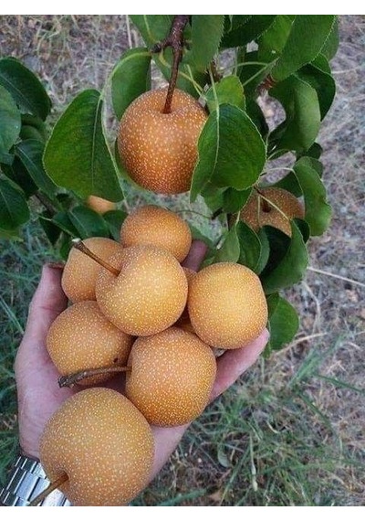Japon Naşhi  Armut  Fidanı 3 Yaş Tüplü ve Aşılı