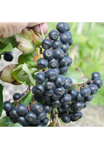50 Adet Tüplü Siyah Aronya (Black Aronia) Chokoberry Fidanı