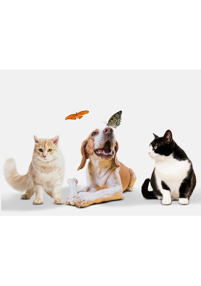 Kedi Ve Köpek Evcil Hayvan İçin Parfümlü Dışkı Kusmuk Leke Sökücü Sprey