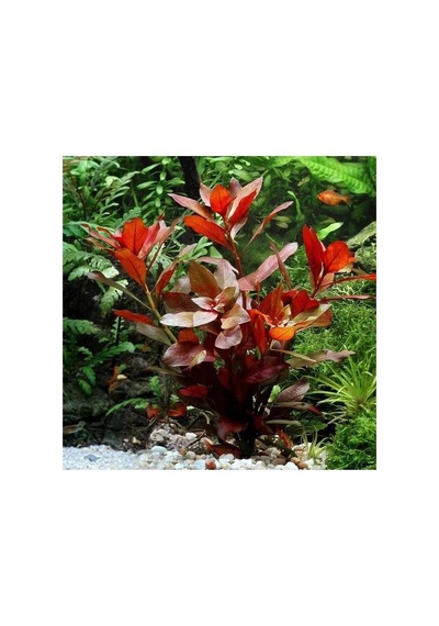 Ludwigia Repens Gül 5 Dal Canlı Akvaryum Bitkisi - Canlı Bitki