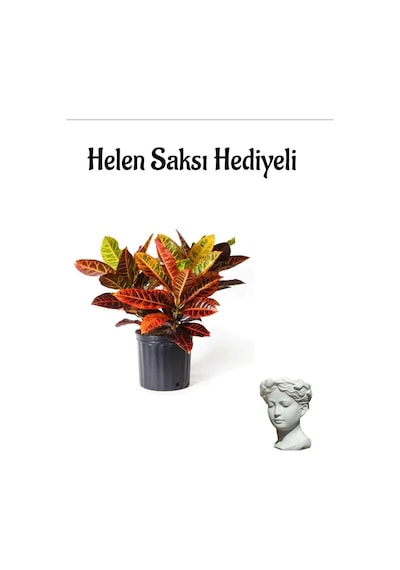 Renkli Yapraklı Kraton Çiçeği Sevgililer Gününe Özel Helen Saksı Hediyeli Bitki