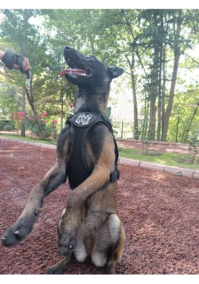 Tactical Göğüs Tasması Taktik Tasma Siyah
