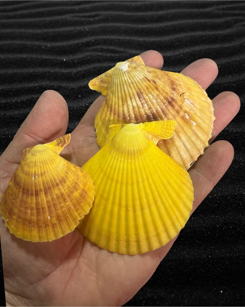 Gerçek Deniz Kabuğu 100 Gram - Orange Vexılıum