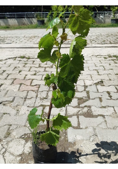 Yalova İncisi Üzüm Fidanı