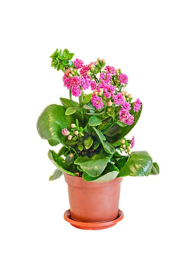 Videolu 1 Adet Pembe Renk Kalanşo Çiçeği 10-20 Cm Saksılı Çiçekli Bodur Bitkiler Kalanchoe