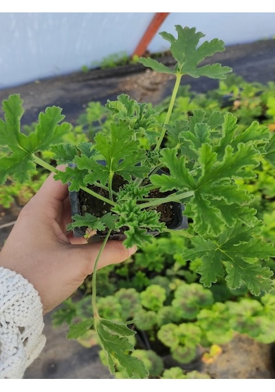 Kokulu Itır Fidesi 1 Adet Saksılı 10-25cm Aromatik Bitki Gül Damlası Çiçeği