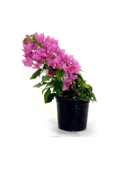 Avantajlı Begonvil Fidanı Pembe 25 Cm Çiçekli Bougainvillea
