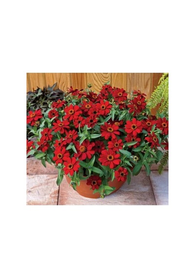 Zinnia Çiçeği Tohumu - Mini Çiçekli, Kirli Hanım, Kırmızı - 5 Adet