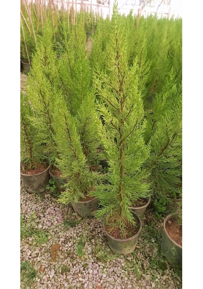 LİMONİ SERVİ 5 ADET 50-70 cm - LİMON ÇAMI
