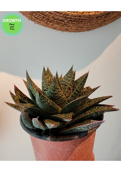 Gasteria Flow Suklent 1 Adet