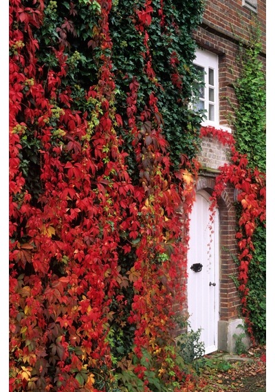 Amerikan Sarmaşığı Parthenocissus Quinquefolia