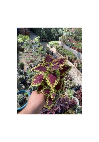 Yaprağı Güzel Fidanı Kolyos Saksı Çiçeği 10-20 Cm