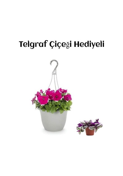 Sevgililer Gününe Özel Askılı Pembe Petunya Çiçeği Telgraf Hediyeli