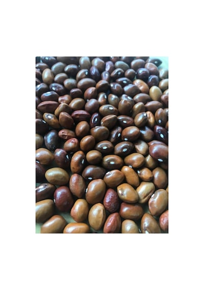 Yerli Ata Tohumu Geniş Sırık Erken Fasulye 25 Gr Kahverengi Tohum