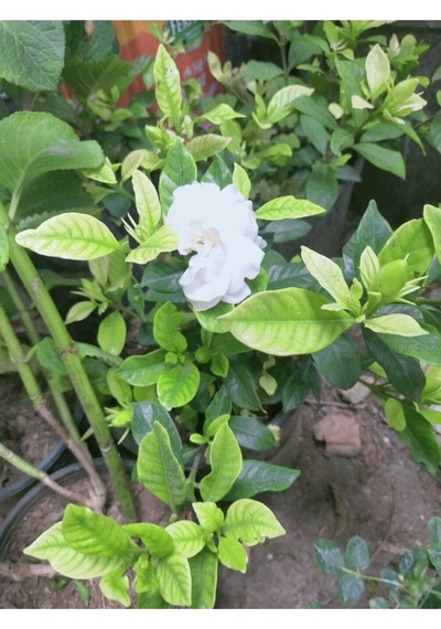 Videolu 1 Adet Hoş Kokulu Gardenya Çiçeği Salon Bitkisi 25-35 Cm Saksılı Iç Mekan Bitki Gardenia