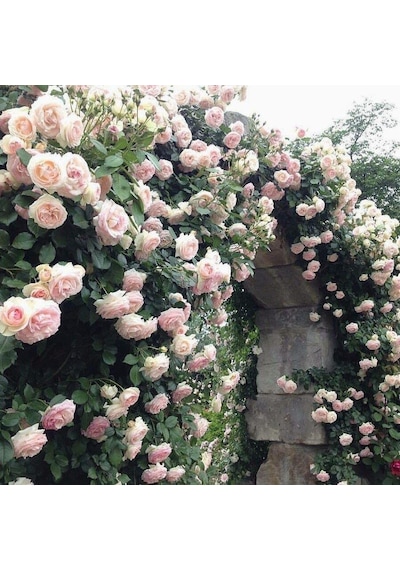 Yediveren Pembe Beyaz Sarmaşık Gül Fidanı 5 Adet 15-25 4585