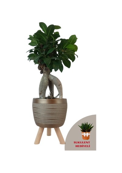 Ficus Ginseng Bonsai Gold Damla Saksıda
