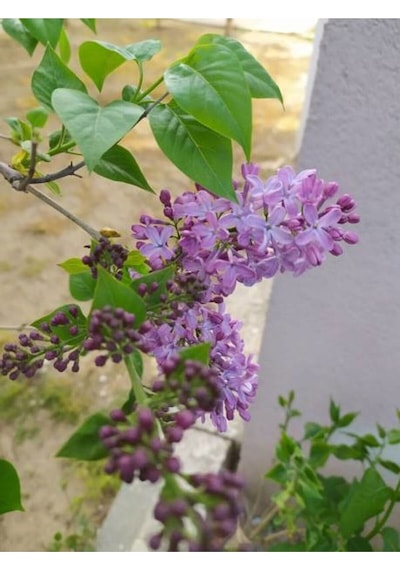 Mis Kokulu Mor Leylak Ağacı Fidanı Tüplü/saksılı 65-90 Cm Bahçe Bitkisi LTree