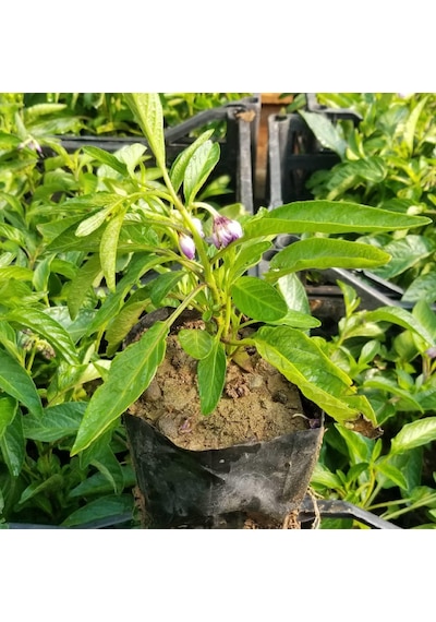 4 Adet Pepino Fidanı. Torbada Dallı