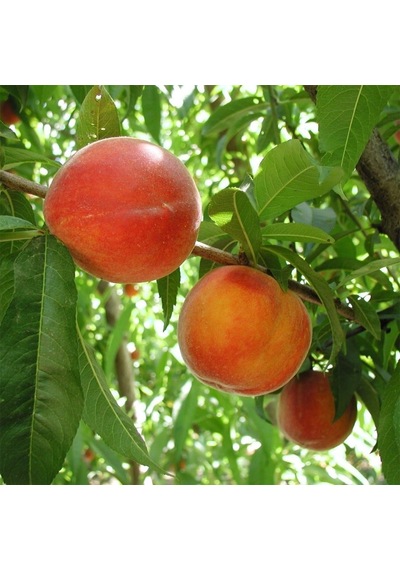 Tüplü Aşılı Yarıbodur Aroması Yüksek Cresthaven Şeftali Fidanı