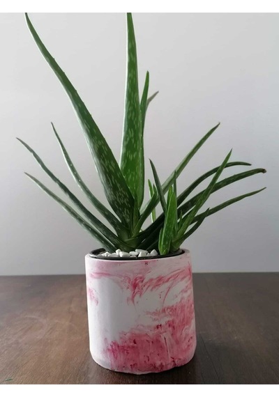 Aloe Vera Bitkisi 40-60 Cm