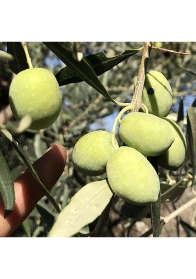 Tüplü İri Meyveli Memecik Zeytin Fidanı