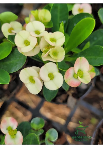 White Euphorbia Milii Dikenler Tacı Çiçeği Beyaz Renk 10-15cm