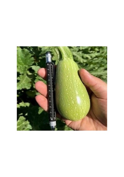 Dolmalık Kabak Tohumu - 10 Gram