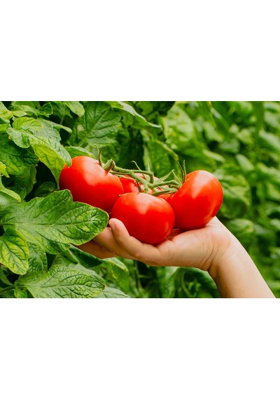 Mis Salkım Domates 1 Kg