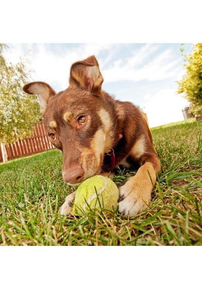 Buffer 3lü Renkli Desenli Tenis Topu Kedi Köpek Oyuncağı