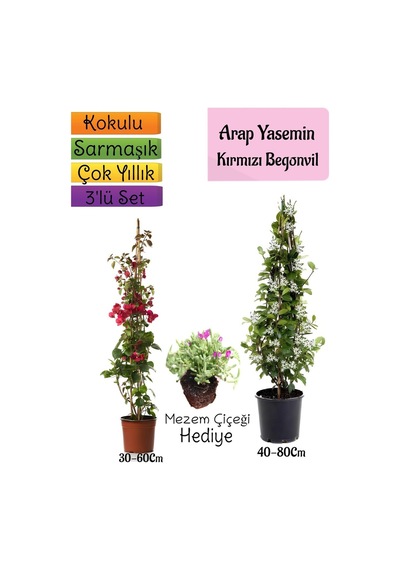 Mis Kokulu Arap Yasemini+kırmzı Begonvil+mezem Çiçeği 3'lü Bahçe Seti