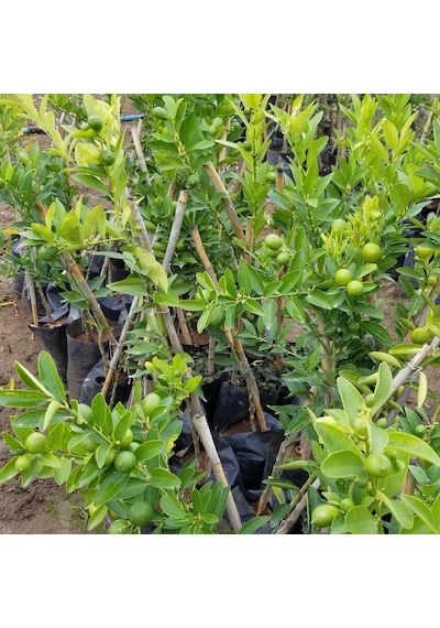 3 Yaş Aşılı Limonkamkat Tavaresquat Fidanı. Torbada