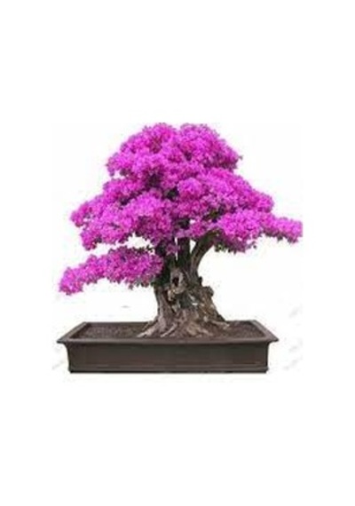 10 Adet Tohum Bodur Pembe Erguvan Bonzai Ağac Ekim Seti Saksı Top