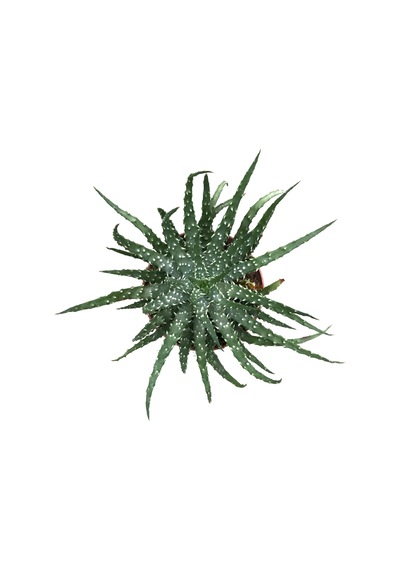 Aloe Humilis Kaktüs