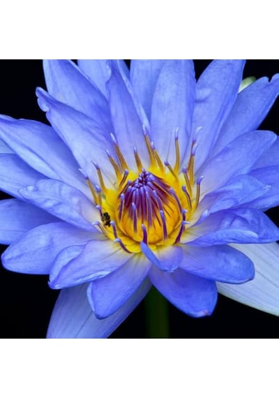 5 Adet Tohum Nadir Mavi Kase Lotus Çiçeği Tohumu Kutsal Nilüfer