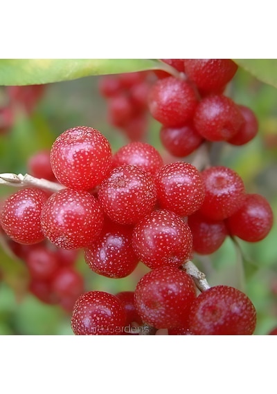 Güz Zeytini Eleagnus Umbellata Fidanı 150 -180 Cm Boyunda Me...
