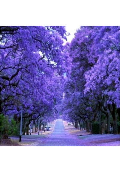 Nadir Jakaranda Ağacı Tohumu 50 Adet Tohum Jacaranda Mimosifolia