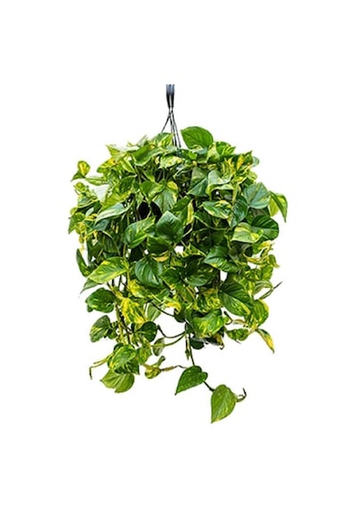 Pothos Sarmaşığı Askılı Saksıda Epipremnum Aureum Bitkisi Potos Ev Bitkisi Ofis Bitki Salon Bitkisi