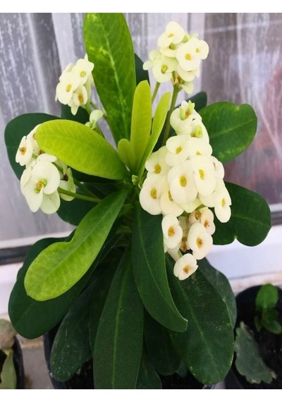 Videolu 1 Adet Beyaz Renk Dikenler Tacı Çiçeği 10-15 Cm Tüplü Çiçekli Bodur Bitkiler Euphorbia Milli