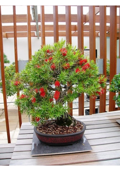 Bodur Bonsai Callistemon Bonsai Ağacı Tohumu Ekim Seti 5 Adet Tohum +saksı+toprak