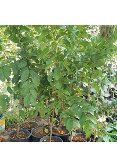 6 Yaş Pink Guava Fidanı. Saksıda