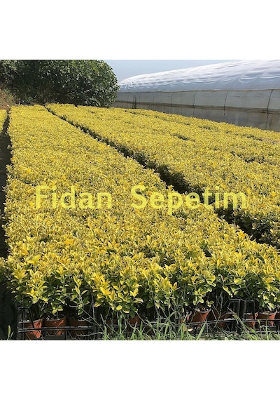 10 Adet Altuni Taflan Fidanı