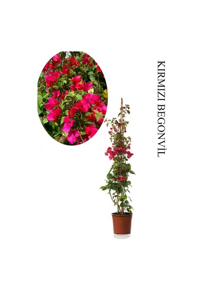 Kırmızı Begonvil 1 Adet Saksılı Sarmaşık Begonvil 40-60cm Bahçe Bitkisi